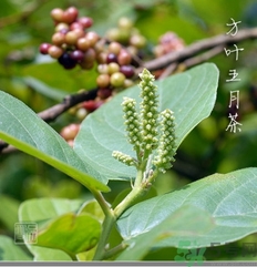 五月茶的功效 五月茶怎么吃？