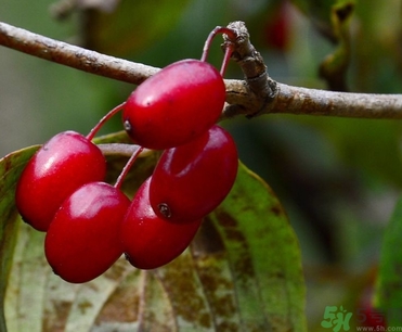 茱萸是什么？重陽節(jié)為什么要插茱萸？