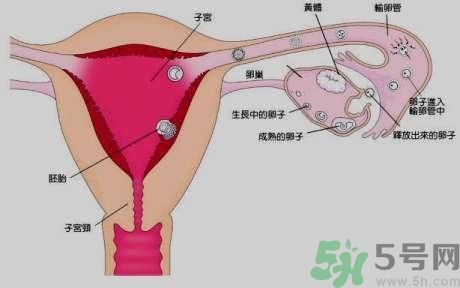 女性左側(cè)小腹是什么器官?女性左側(cè)小腹痛是怎么回事?