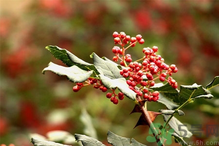 花椒可以治療打鼾嗎？花椒的好處有哪些？