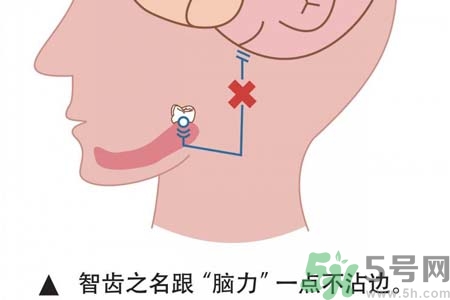 智齒一定要拔掉嗎？什么樣的智齒可以不拔？