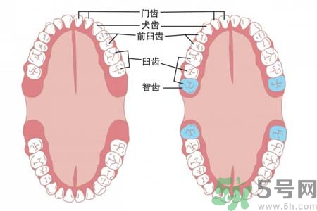 智齒一定要拔掉嗎？什么樣的智齒可以不拔？