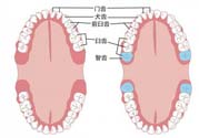 智齒橫著長怎么辦？智齒橫著長一定要拔了嗎？