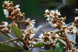 枇杷花有什么功效?枇杷花的功效與作用及禁忌