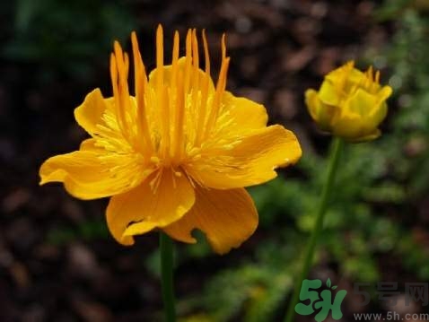 金蓮花是什么樣的?金蓮花和金銀花的區(qū)別