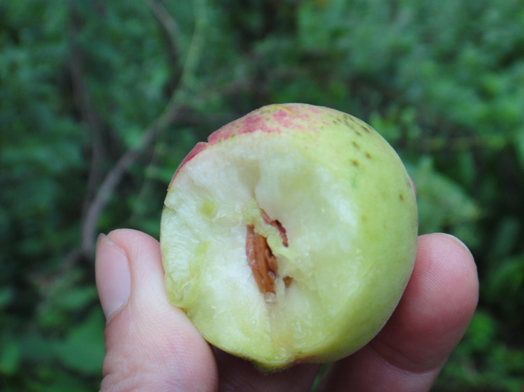 野桃子能吃嗎？野桃子核的功效與作用