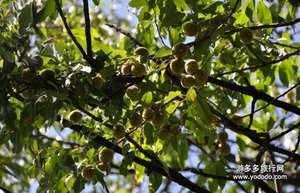 野桃子能吃嗎？野桃子核的功效與作用