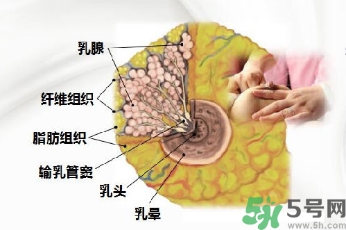 乳汁是怎樣形成的？怎樣才能讓乳汁更多？