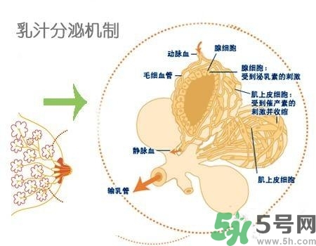 乳汁是怎樣形成的？怎樣才能讓乳汁更多？