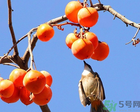 柿子一天最多吃幾個(gè)？柿子一次能吃幾個(gè)？