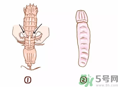 皮皮蝦扎手有毒嗎?被皮皮蝦扎手怎么處理?