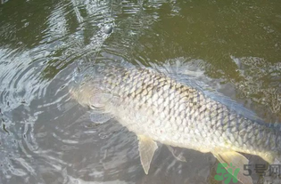 秋天釣魚(yú)用腥還是香？秋天釣魚(yú)用什么味型餌料？