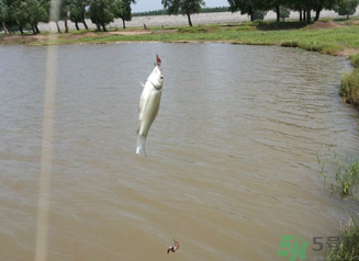 秋天釣魚(yú)深水還是淺水？秋天釣魚(yú)釣深水還是淺水？