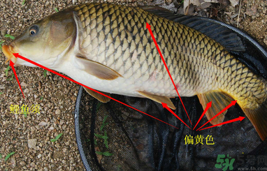 秋天釣鯉魚用什么小藥？秋天黑坑釣鯉魚用什么小藥？