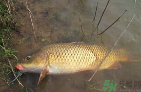 十月份可以釣鯉魚嗎？十月份釣鯉魚用什么餌？