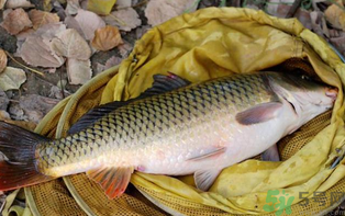 十月份可以釣鯉魚嗎？十月份釣鯉魚用什么餌？