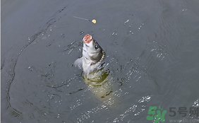 十月份怎么釣鯽魚(yú)？十月份怎么釣鯉魚(yú)？