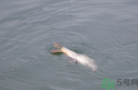 十月份怎么釣鯽魚(yú)？十月份怎么釣鯉魚(yú)？