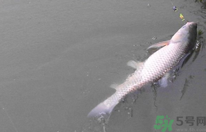 秋天釣草魚用什么餌？秋季釣草魚用什么餌最好？ 