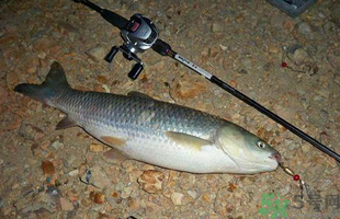 秋天釣草魚用什么餌？秋季釣草魚用什么餌最好？ 