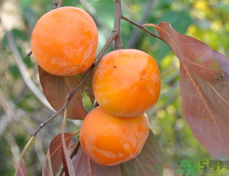 黃柿子和紅柿子有什么區(qū)別？紅柿子和黃柿子哪個好？