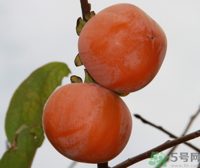 黃柿子和紅柿子有什么區(qū)別？紅柿子和黃柿子哪個好？