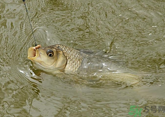 釣的魚(yú)死了還能吃嗎？釣的魚(yú)死了怎么處理？