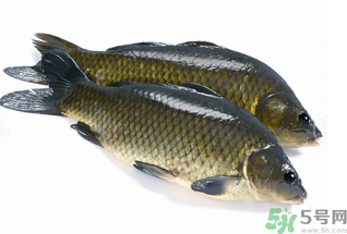 活鯉魚怎么保存？鯉魚怎么養(yǎng)才不容易死？