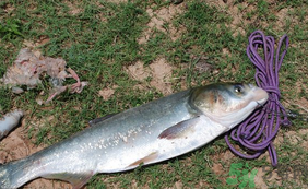 秋天怎么釣鰱魚？秋天釣鰱魚技巧