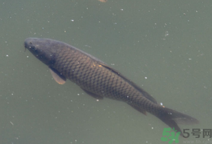 野生鯉魚怎么釣？野生鯉魚用什么釣最好？