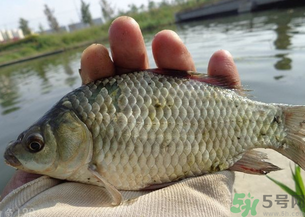 野生鯽魚多少錢一斤？野生鯽魚怎么區(qū)分？