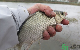 野生鯽魚怎么做好吃？野生鯽魚的做法