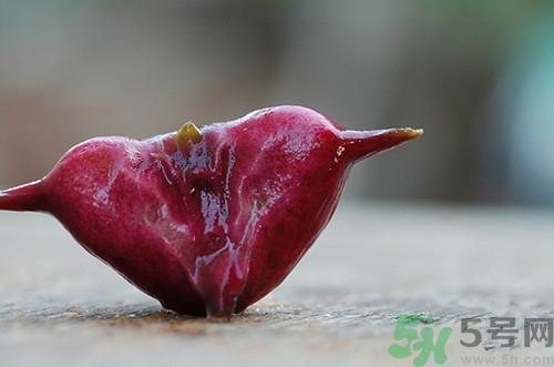 菱角可以蒸著吃嗎?菱角蒸多長(zhǎng)時(shí)間熟