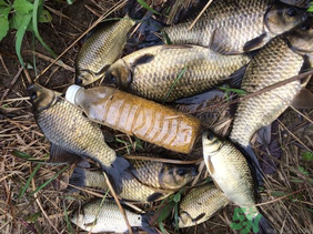 野生鯽魚怎么釣？釣野生鯽魚的技巧