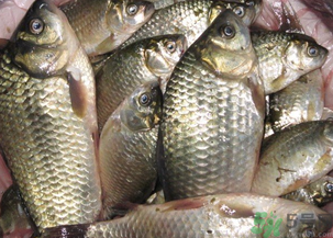 野生鯽魚怎么釣？釣野生鯽魚的技巧