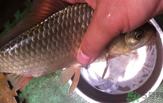 野生鯽魚怎么釣？釣野生鯽魚的技巧