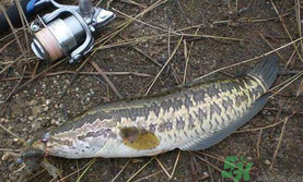 10月份還能釣黑魚嗎？幾月份釣黑魚最好？