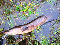 十月份黑魚好釣嗎？十月份怎么釣黑魚？