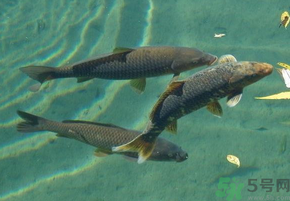 十月份釣青魚(yú)好釣嗎？釣青魚(yú)什么時(shí)間最好？