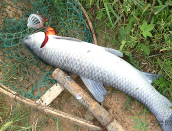 十月份釣青魚(yú)好釣嗎？釣青魚(yú)什么時(shí)間最好？