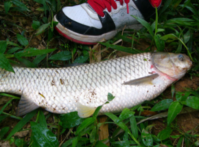 野生草魚多少錢一斤？野生草魚價(jià)格