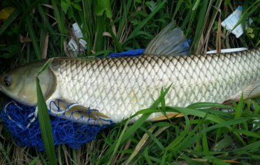 野生草魚多少錢一斤？野生草魚價(jià)格