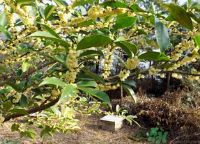 新鮮桂花怎么處理？新鮮桂花怎么保存？