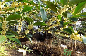 新鮮桂花能吃嗎？新鮮桂花怎么吃？