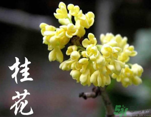 剛摘的桂花怎么處理？桂花摘下來(lái)怎么處理？