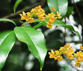 剛摘的桂花怎么清洗？新鮮桂花怎么清洗？