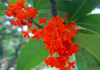 剛摘的桂花怎么清洗？新鮮桂花怎么清洗？