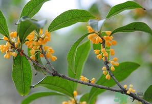 桂花怎么保存？桂花怎么保存香味？