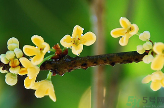 剛摘的桂花能吃嗎？剛摘的桂花可以吃嗎？