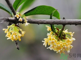 剛摘的桂花有蟲怎么辦？干桂花長蟲怎么辦？